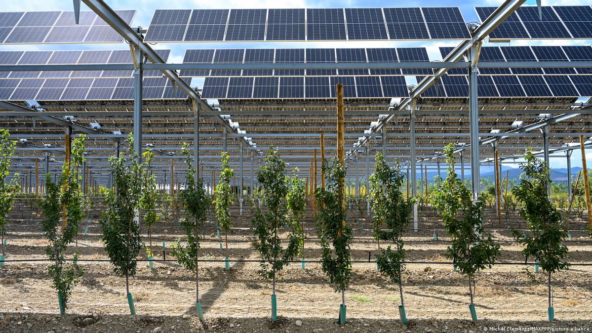 Why some farmers are pairing crops and grazing sheep with solar panels